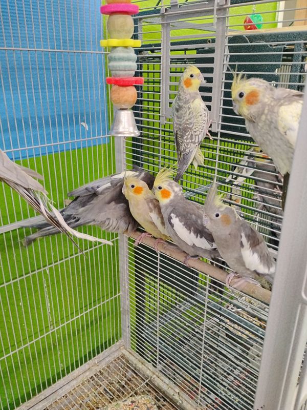 14 Cockatiels mix Colors including shipping