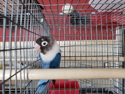 Blue Black Mask Lovebird