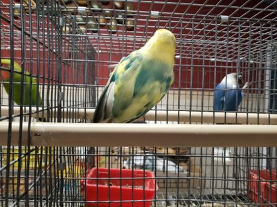Adult Arlequi  Parblue  Fisher Lovebird Female
