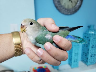 Peach face lovebird For Sale