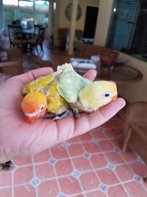 Pre-Order Unweaned Baby Lovebirds