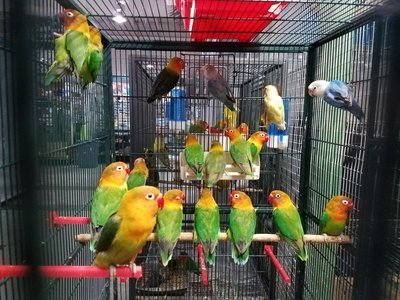 40 Lovebirds mix colors