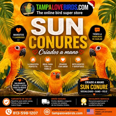 Sun Conure For Sale