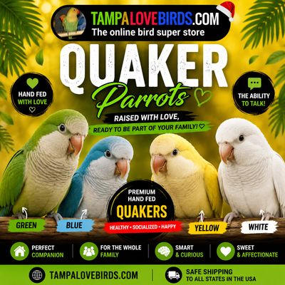 Quakers