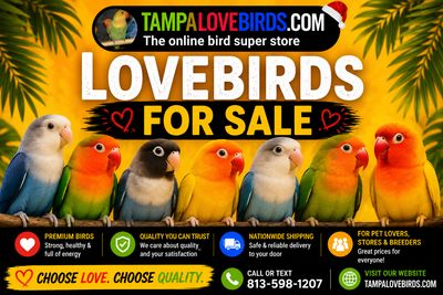 Lovebirds For Sale
