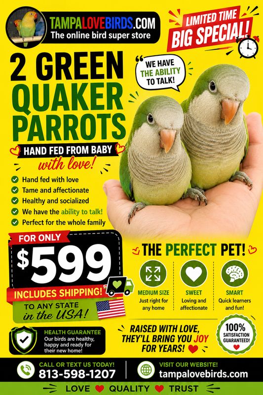 Green Quaker Parrot