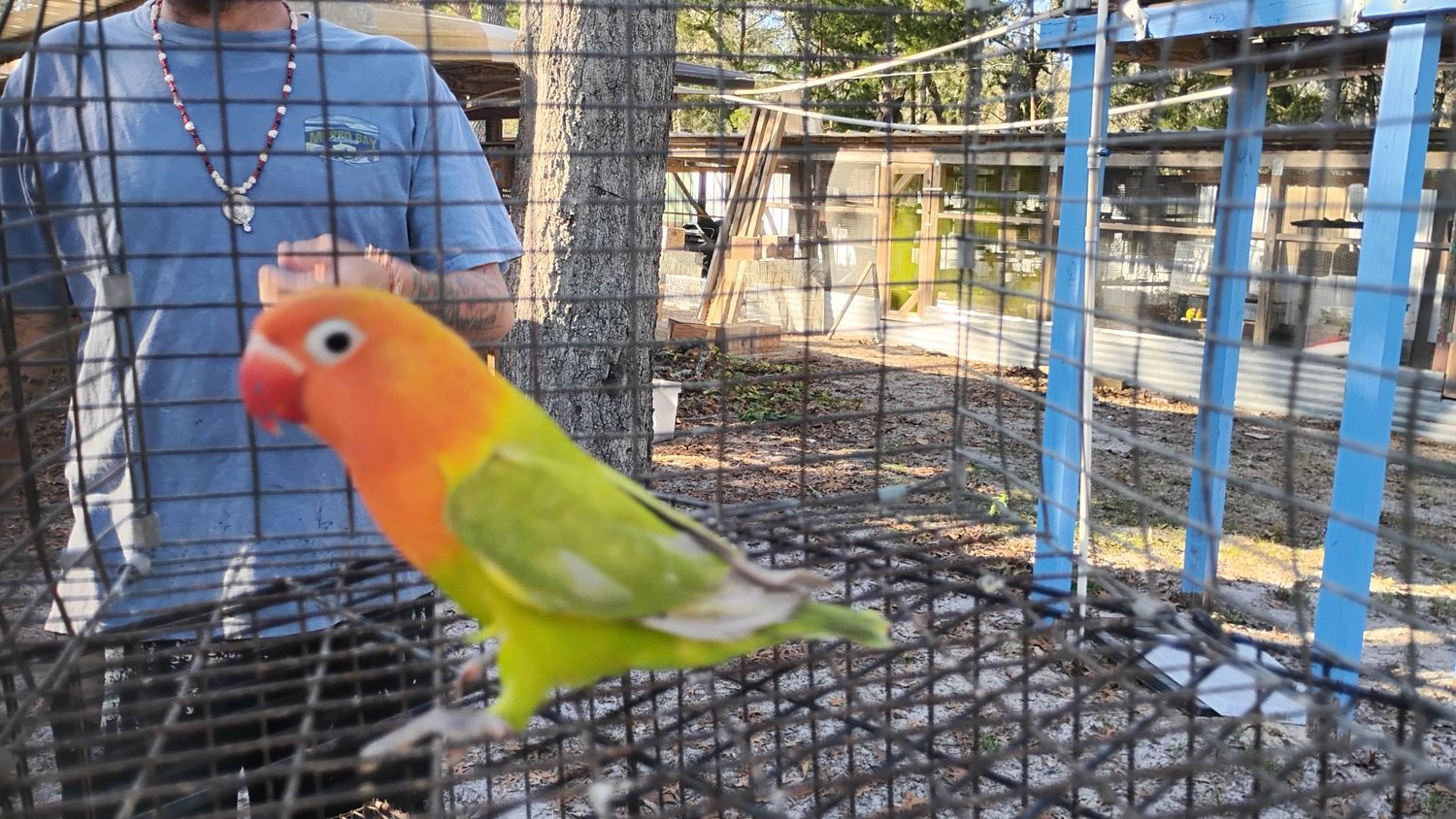 Orange Head Pied Female Fisher Lovebird Cage#12