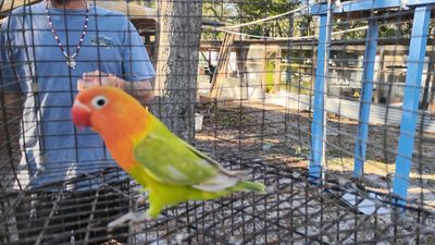 Orange Head Pied Female Fisher Lovebird Cage#12