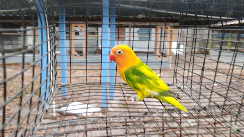 Harlequin Orange Head Fisher Lovebird Male Harlequin Orange Head Fisher Lovebird Male