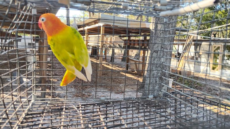 Red Head Pied Opaline Fisher Female Lovebird Cage #9 Red Head Pied Opaline Fisher Female Lovebird Cage #9