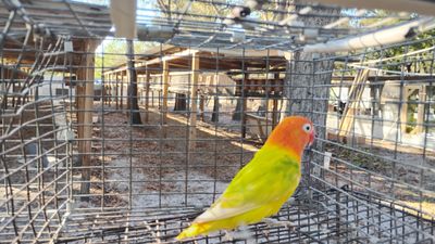 Red Head Pied Opaline Fisher Female Lovebird Cage #9