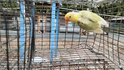 Dilute Parblue Make Fisher Lovebird