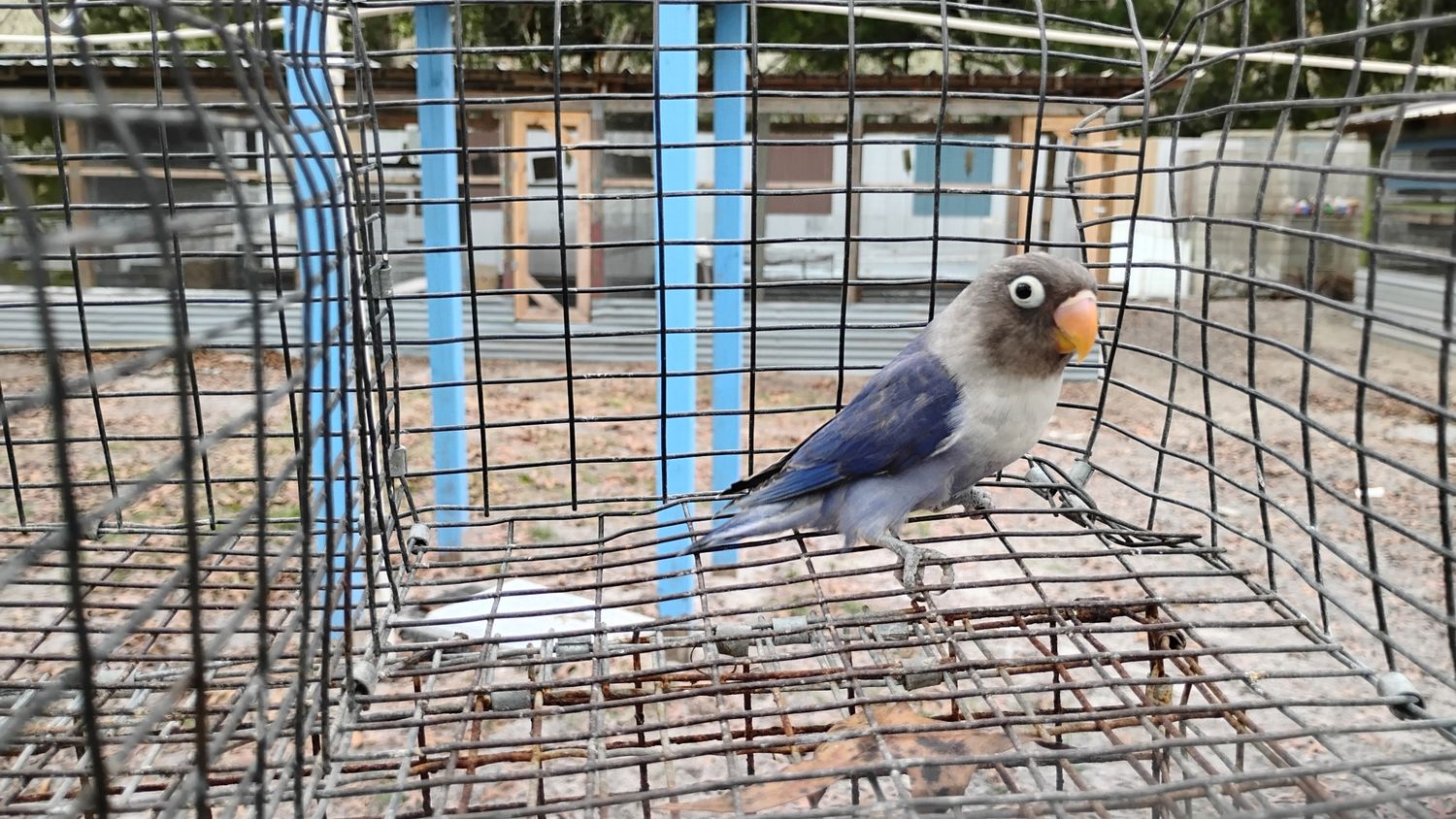 Black Mask Violet Female Lovebird Cage#17