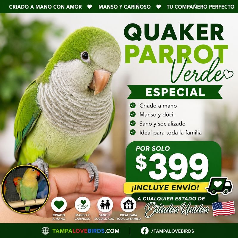 Green Quaker  Parrot