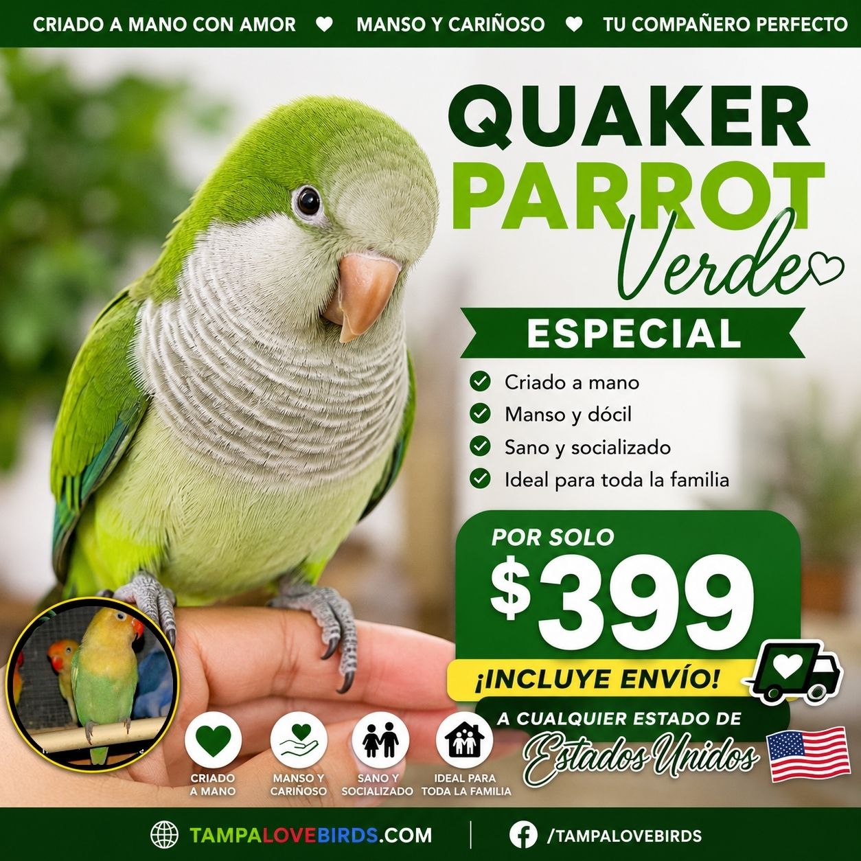 Green Quaker  Parrot