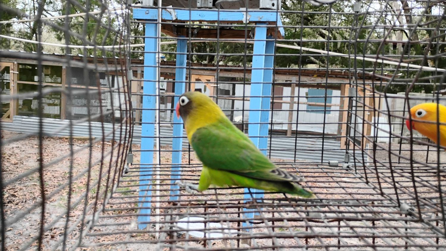 Green Black Mask Lovebird Female Cage #20