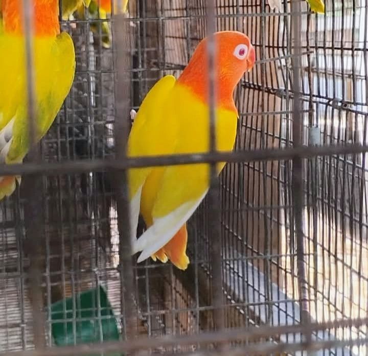 Lutino Opaline Red Eye Fisher Lovebird Female Lutino Opaline Red Eye Fisher Lovebird Female