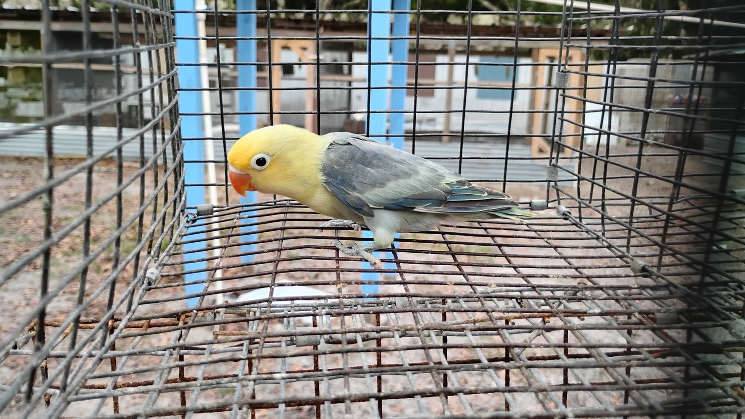 Parblue Yellow Head Lovebird Female Cage #16