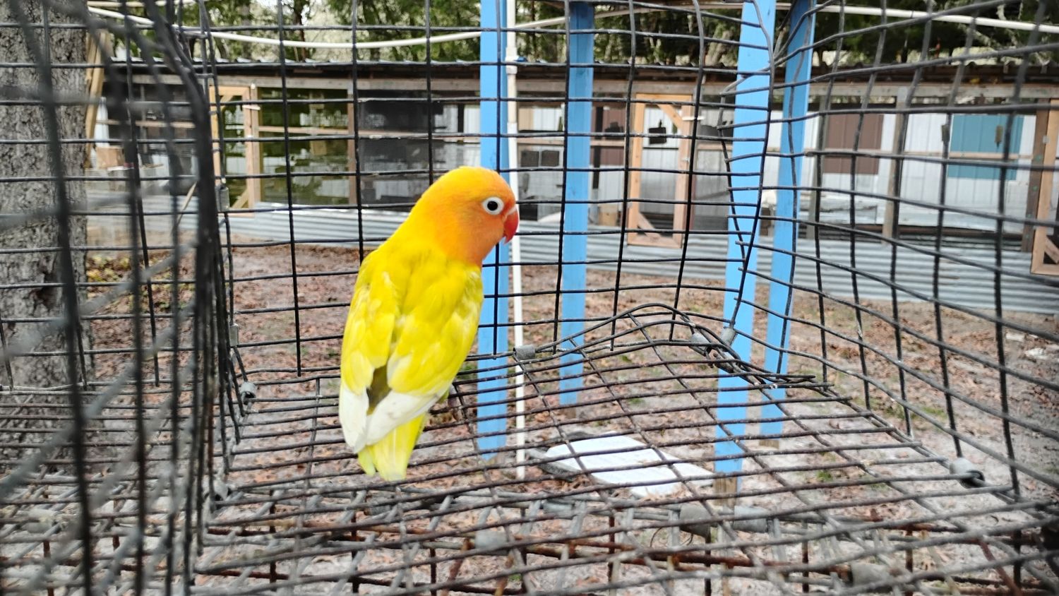 Orange Head Pied Fisher male Lovebird Cage #16