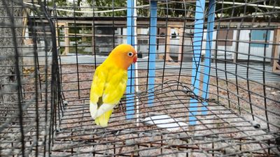 Orange Head Pied Fisher male Lovebird Orange Head Pied Fisher male Lovebird