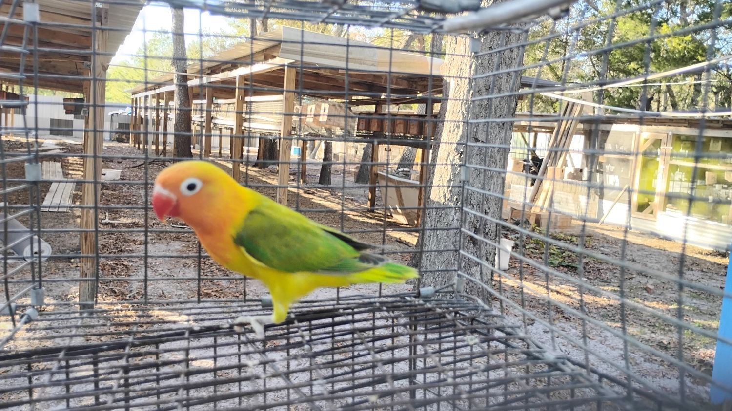 Orange Head Pale Opaline Male Lovebird Cage#12