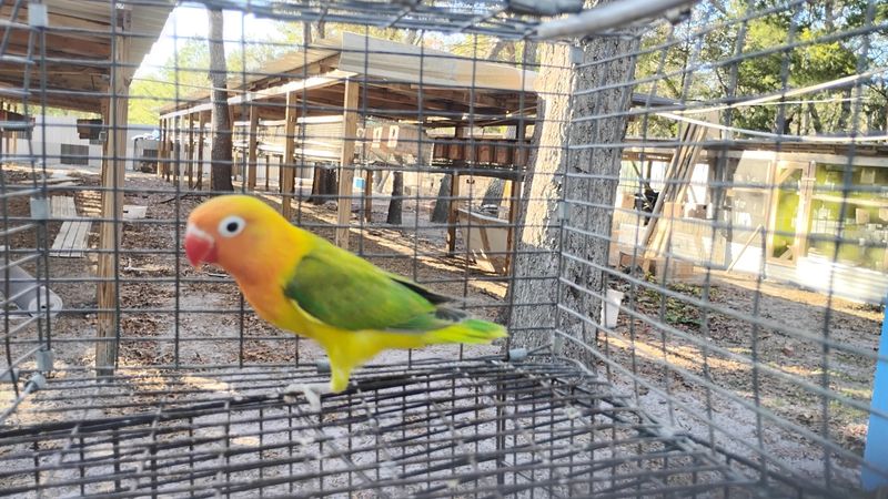 Orange Head Pale Opaline Male Lovebird Cage#12 Orange Head Pale Opaline Male Lovebird Cage#12
