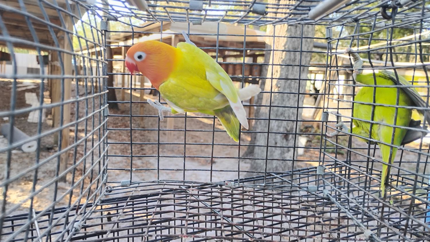 Orange Head Pied Male Opaline Lovebird Cage#15
