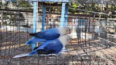 Proven Bonded Pair of Violet Opaline Lovebird Cage#113
