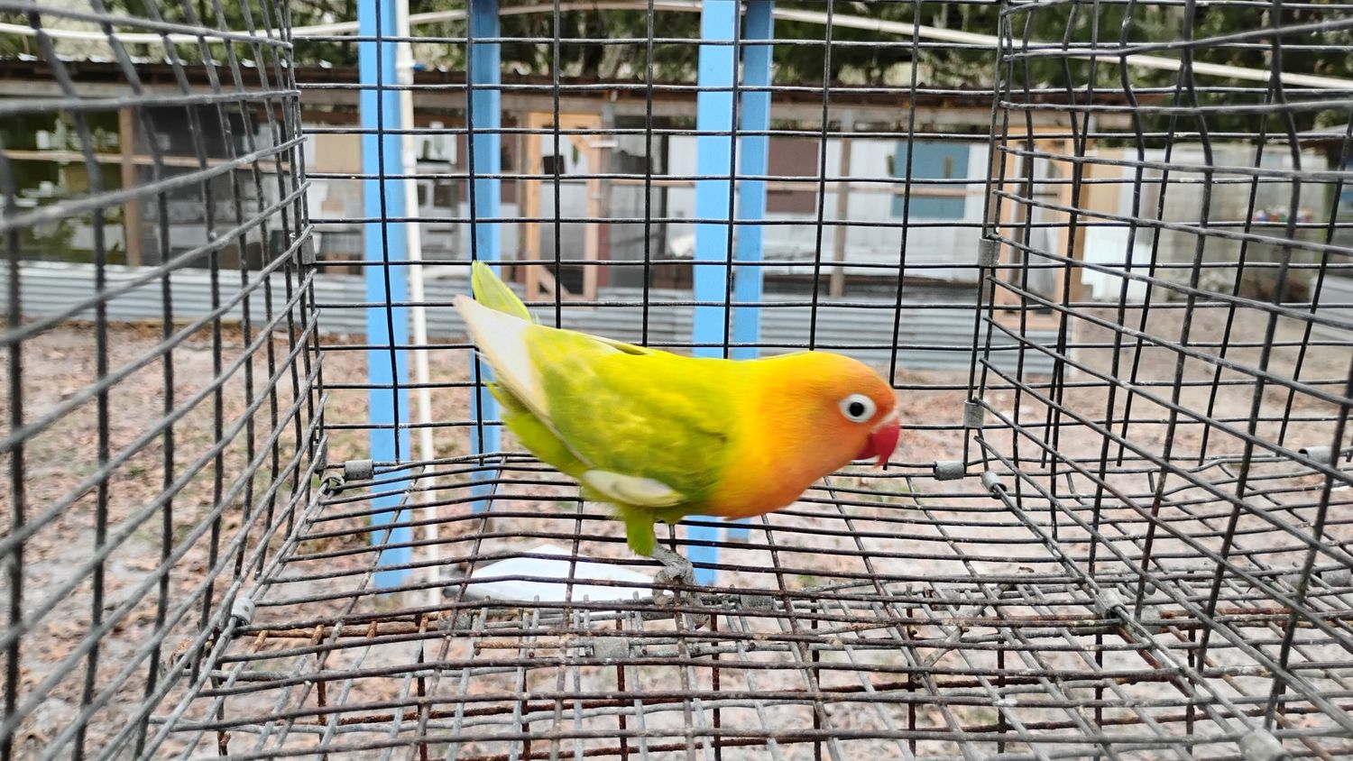 Orange Head Pastel Male  Lovebird Cage #17