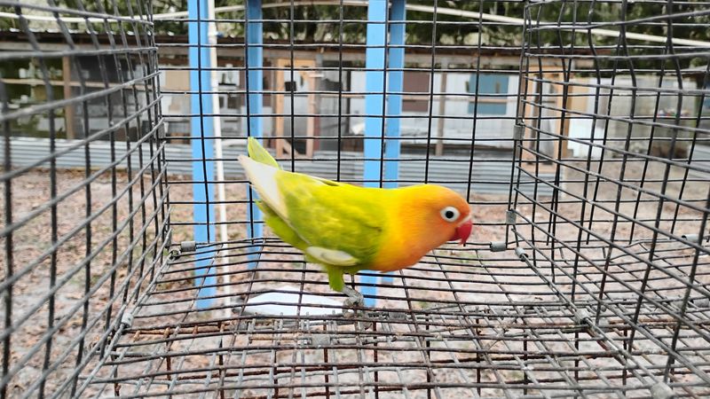 Orange Head Pastel Male Lovebird Cage #17 Orange Head Pastel Male Lovebird Cage #17