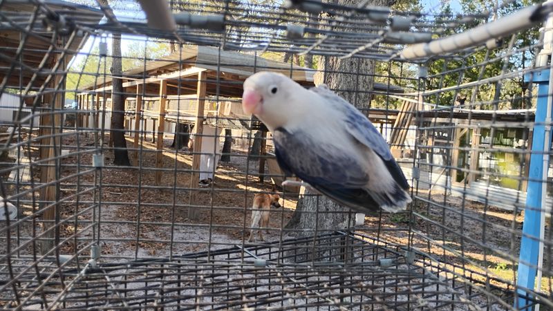 Violet Euwing Opaline Fisher Female Lovebird
