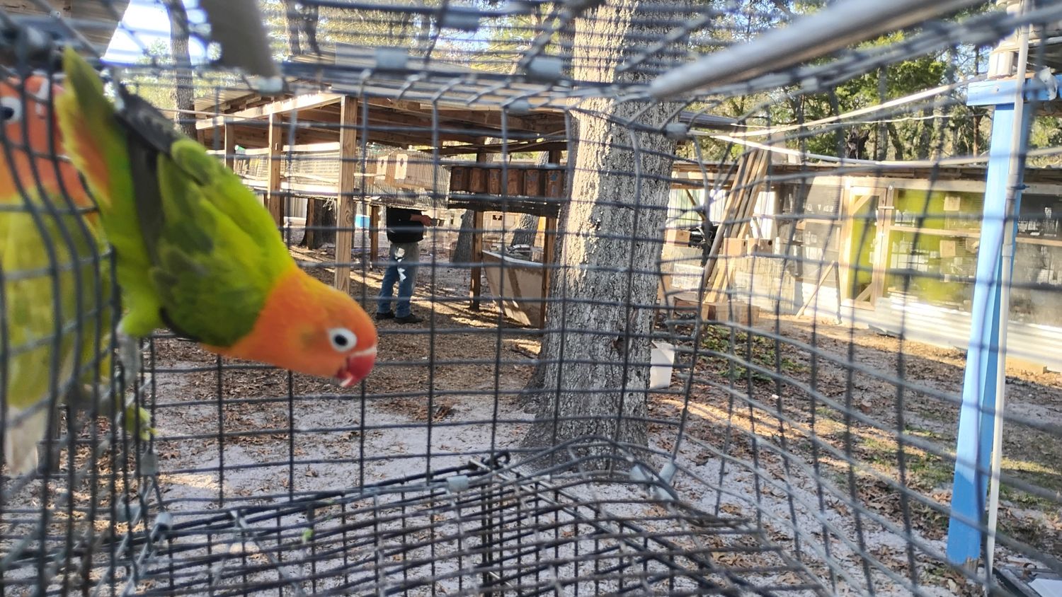 Red Head Opaline Male Fisher Lovebird Cage #15