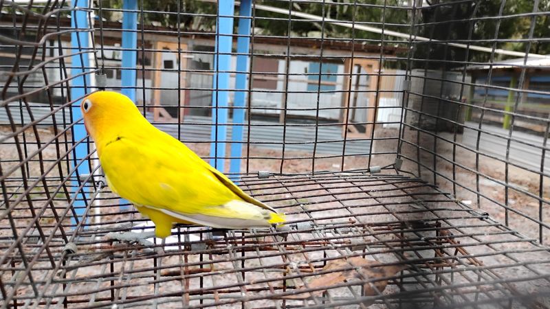 Yellow Pied Fisher Lovebird Female