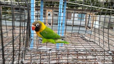 Green Black Mask Male Cage #17