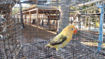 Yellow Head Parblue Euwing Opaline Female Lovebird Cage#8