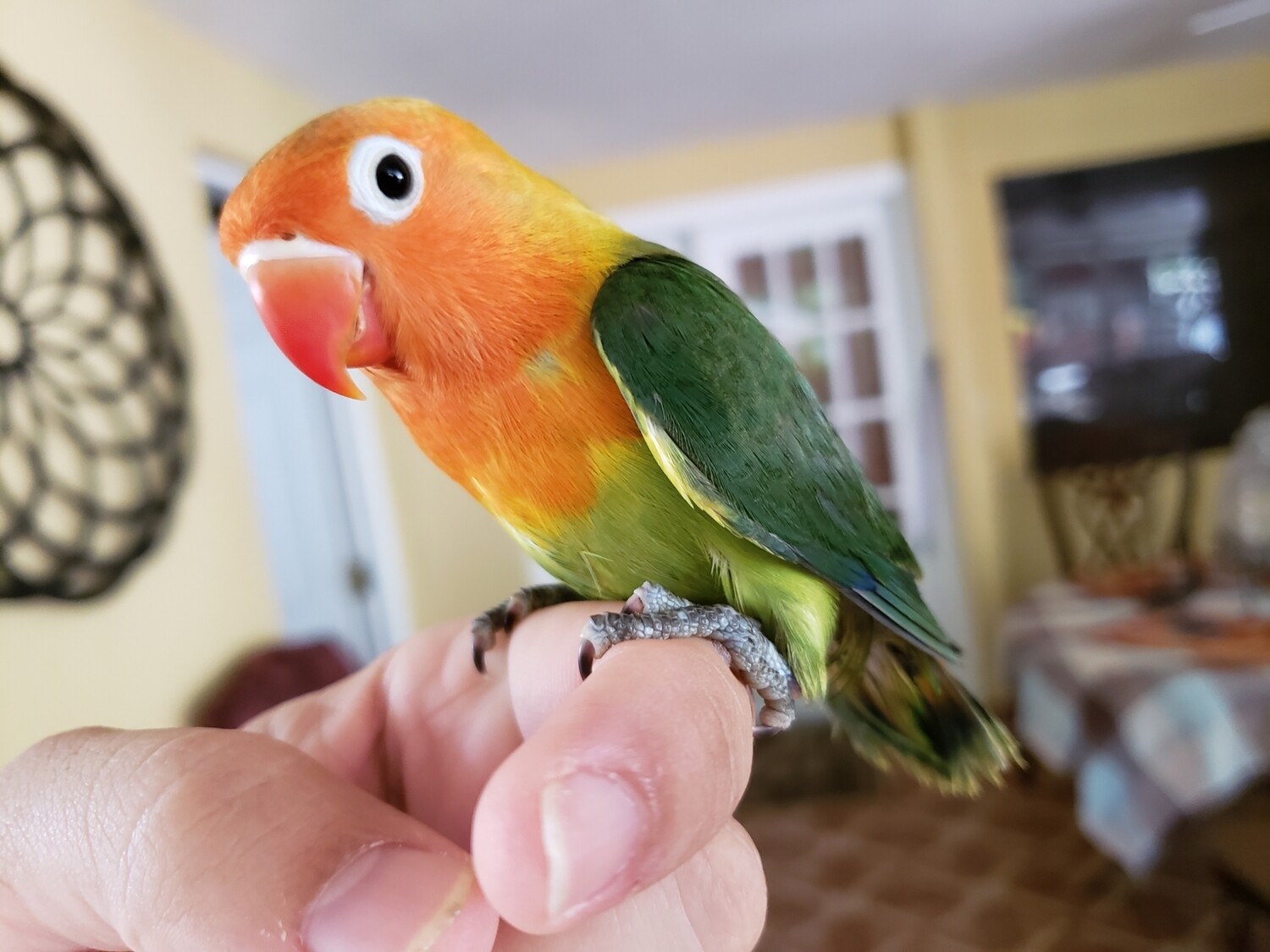 Green Orange Head Lovebird