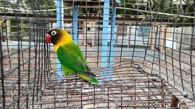 Green Black Mask  Male Lovebird Cage #16