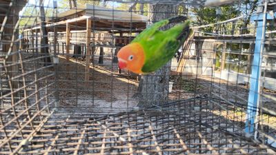 Red Head Opaline Green Male Lovebird Cage#9