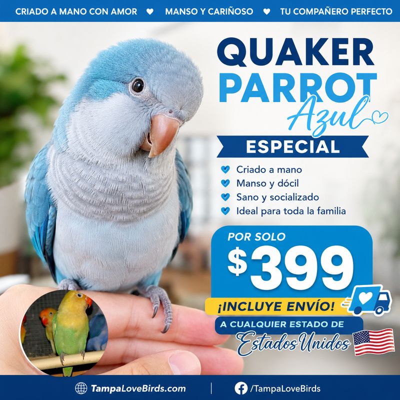 Baby Blue Quaker Parrot