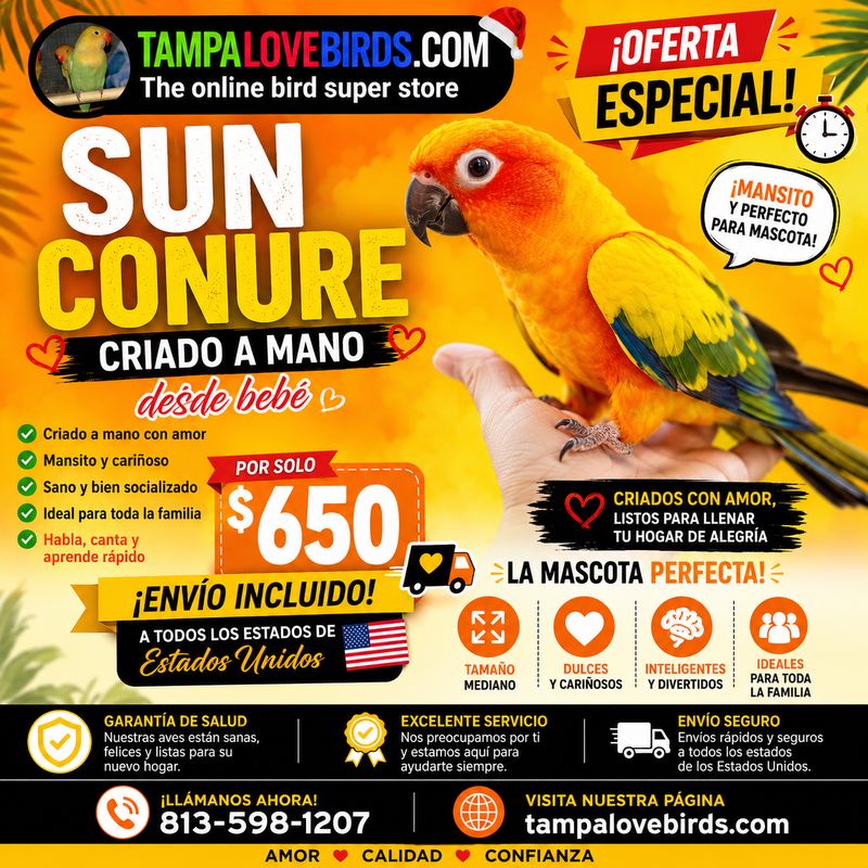 Sun Conure Male baby