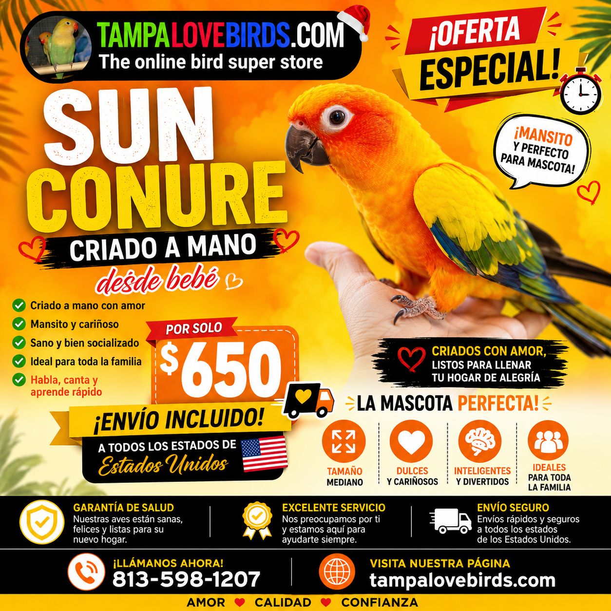 Sun Conure Male baby
