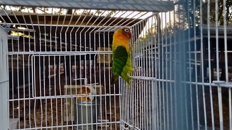 Green Black Mask Opaline Lovebird Male
