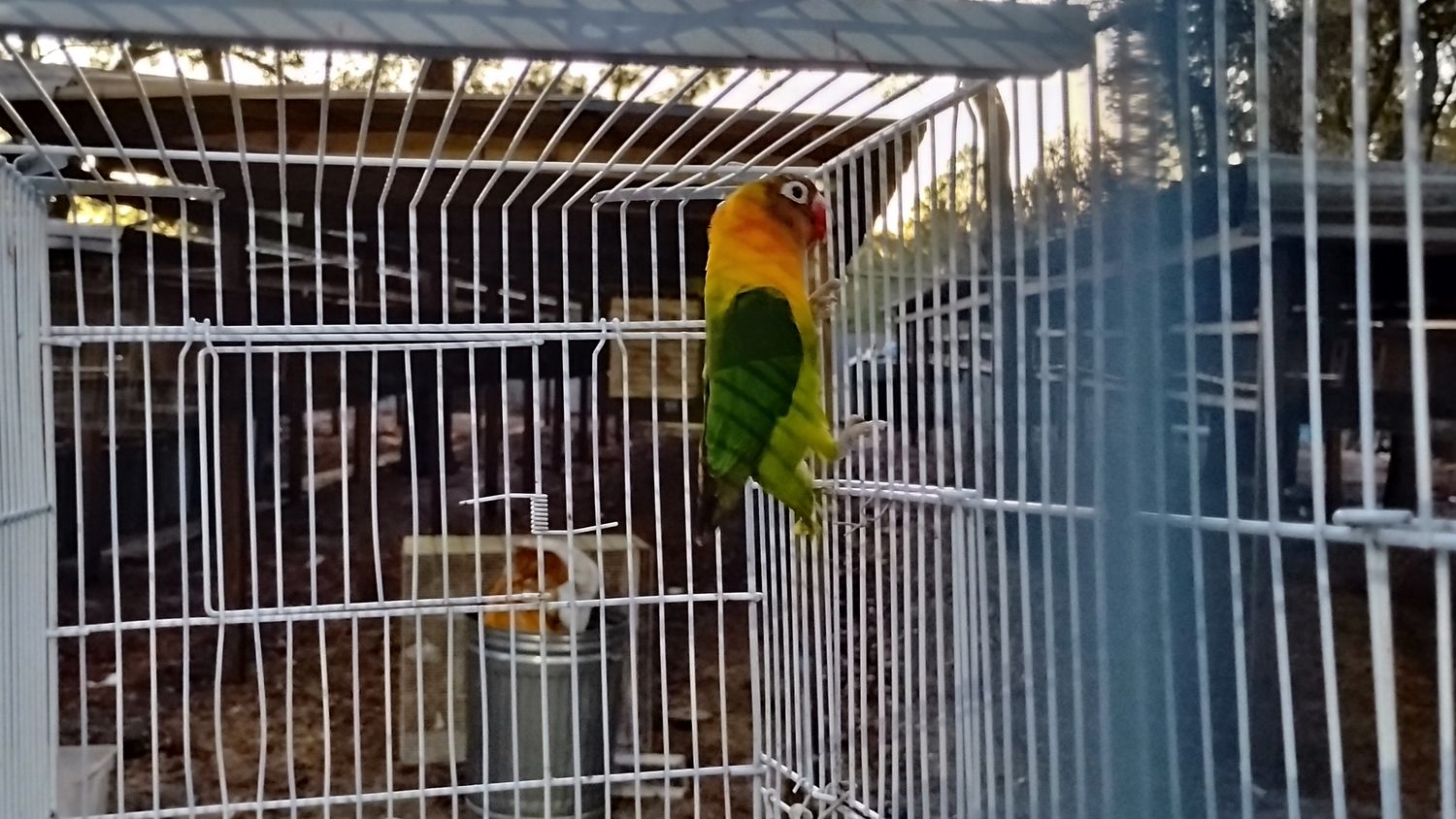 Green Black Mask Opaline Lovebird Male