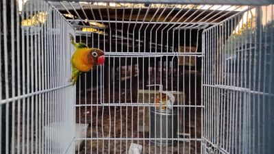 Green Black Mask Opaline Lovebird Female 
