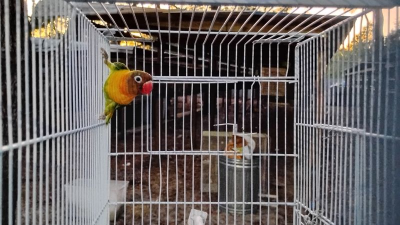 Green Black Mask Opaline Lovebird Female 