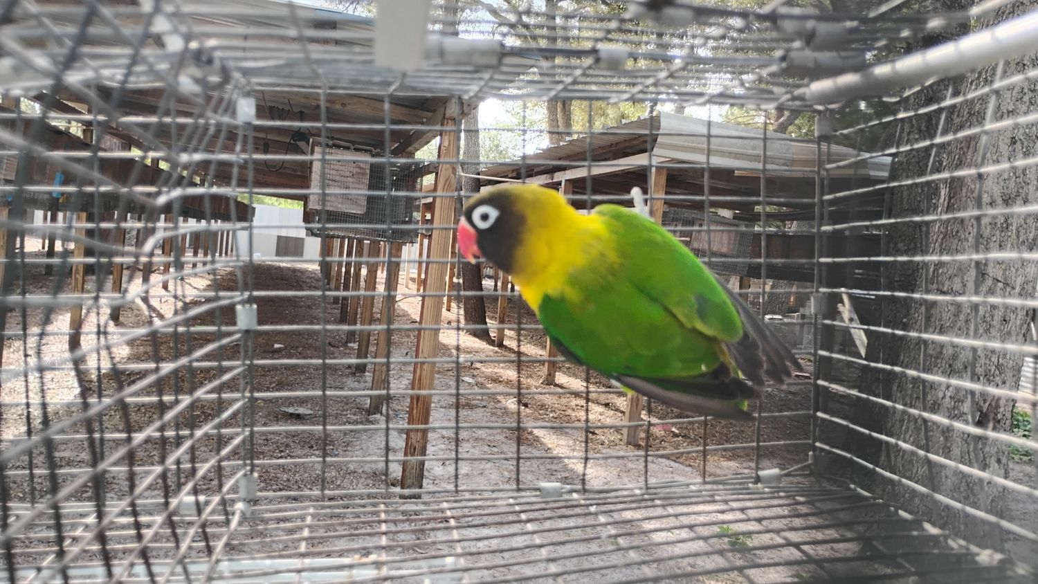 Green Black Mask Lovebird Male Cage #43