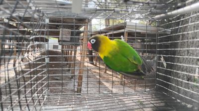 Green Black Mask Lovebird Male Cage #43