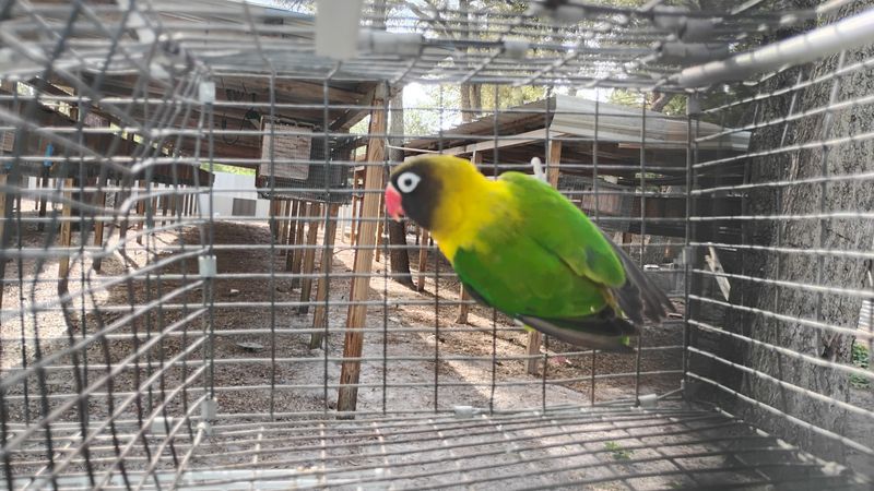 Green Black Mask Lovebird Male Cage #43