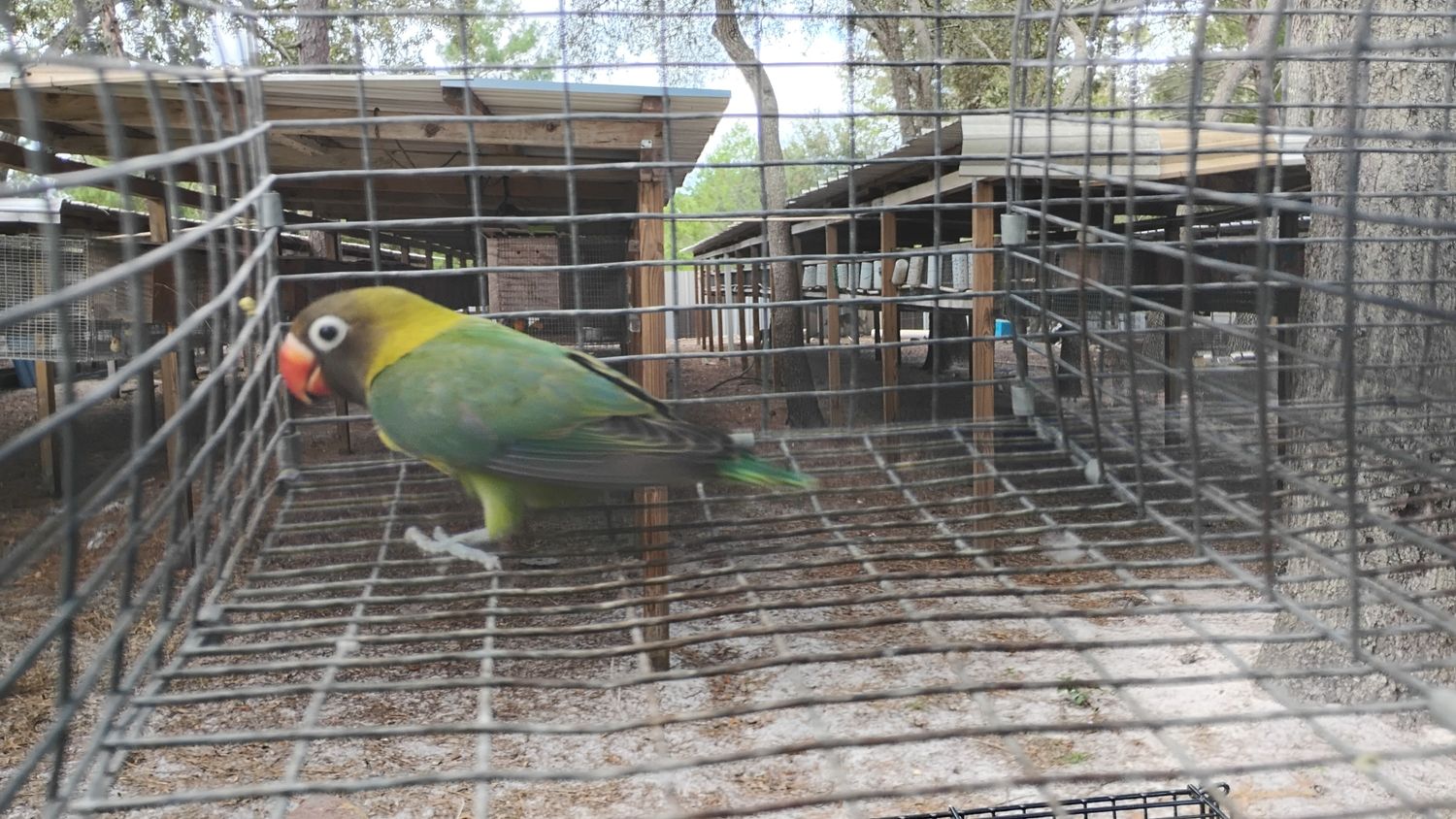 Black Mask Green Male Lovebird 