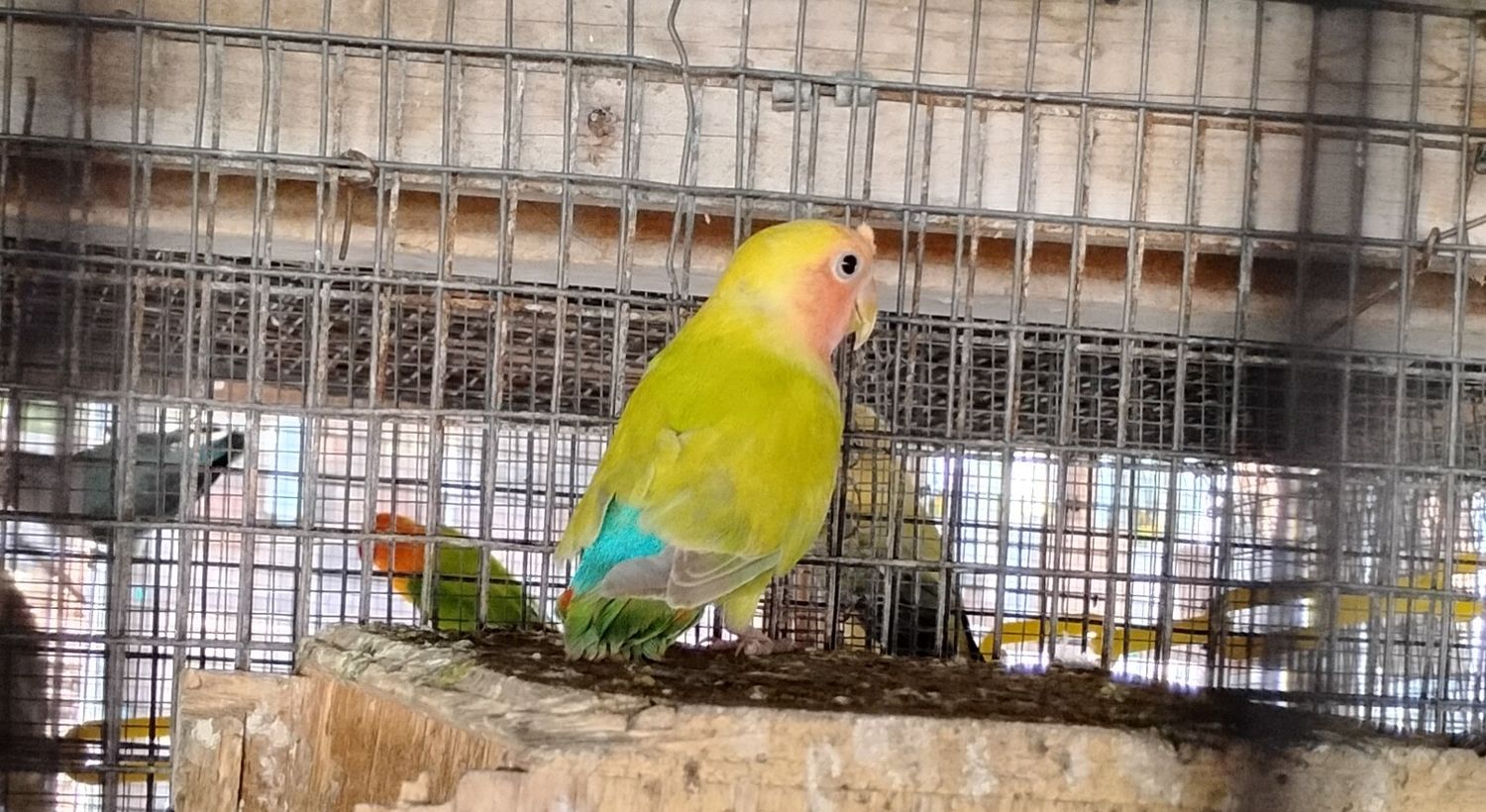 Pastel Green Yellow Female Peachface Lovebird